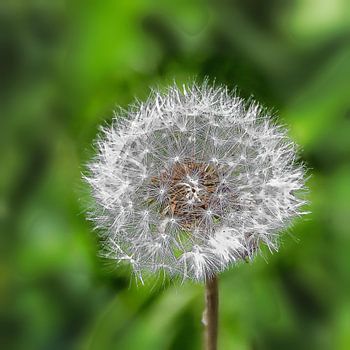 Uitgebloeide paardenbloem, klaar voor de wind.