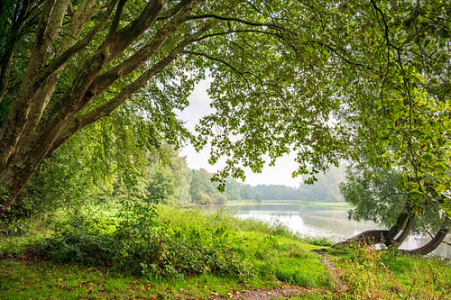 Bäume am Wasser im Nebel