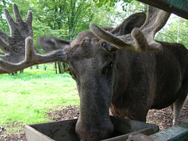 Ontmoeting met Knut de eland 1 van Helmut Martin - The Art of Stone - Steinkunst & Photographie