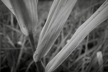 Close-up van riet in het Roegwold