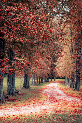 Autumnal Path