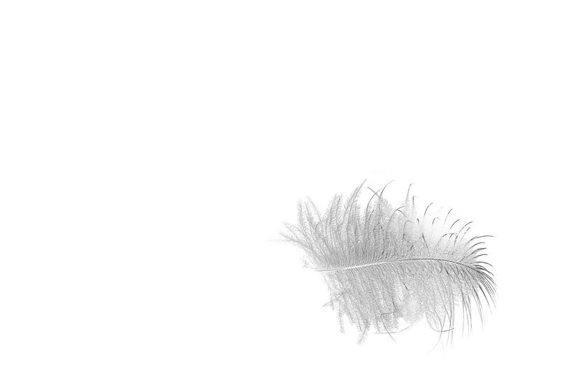 White feather or yet a grey feather, how our eyes can deceive us by Shop bij Rob