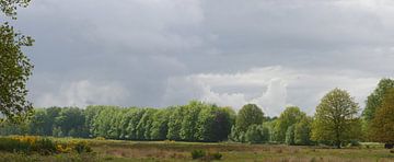 Bomenrij verlicht door de zon op een regendag. van Wim vd Neut