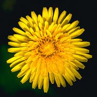 Paardenbloem