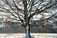 Beautiful tree in the snow on the Veluwe