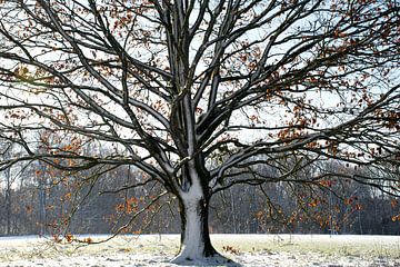 Prachtige boom in de sneeuw op de Veluwe van Esther Wagensveld