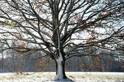 Prachtige boom in de sneeuw op de Veluwe