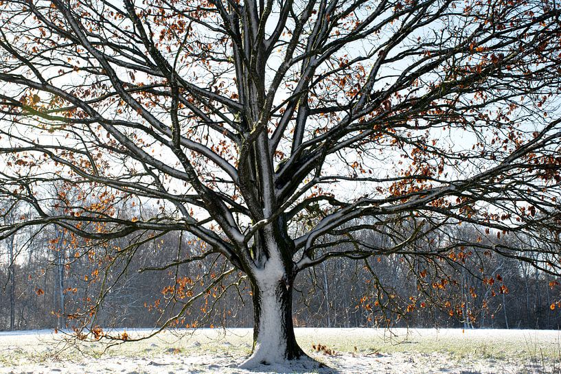Beautiful tree in the snow on the Veluwe by Esther Wagensveld