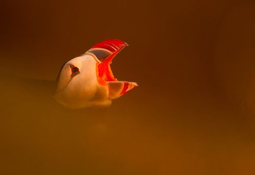 Yawning Atlantic Puffin portrait
