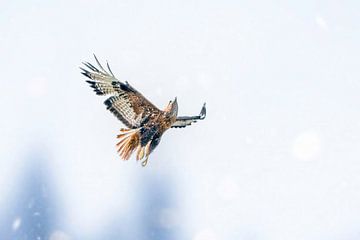 Eagle Buzzard by Lisa Dumon
