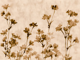 Silhouettes botaniques en sépia – Art floral minimaliste sur Thea
