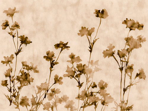 Botanical silhouettes in sepia – Minimalist floral art