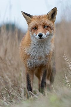 Red Fox ( Vulpes vulpes ) on a fox path in high dry reed grass