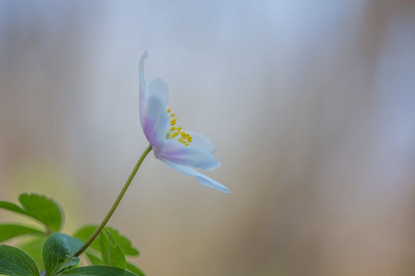 Wood anemone in beautiful soft light by John van de Gazelle fotografie