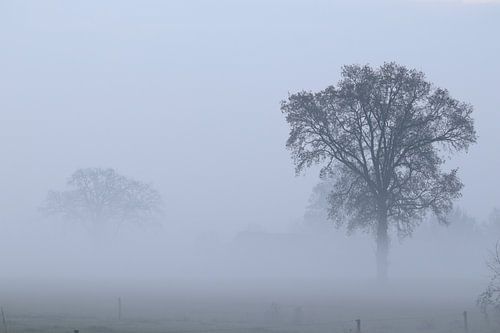 The Tree