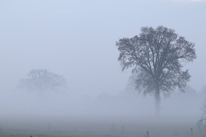 The Tree by WILBERT HEIJKOOP photography