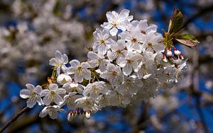Kirschenblüte in der Betuwe, Niederlande (2)