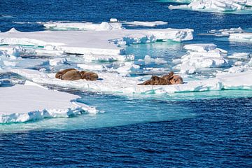 Walrus op ijsschotsen van Merijn Loch