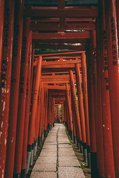 Een aaneenschakeling van torii poorten van Nikkie den Dekker | travel & lifestyle photography