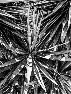 Yucca boom van MirjamCornelissen - Fotografie