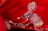 Alstroemeria