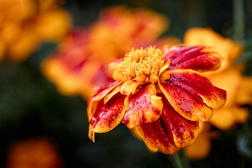 Afrikaantje by Rob Boon