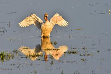 Höckerschwan von Karin Jähne