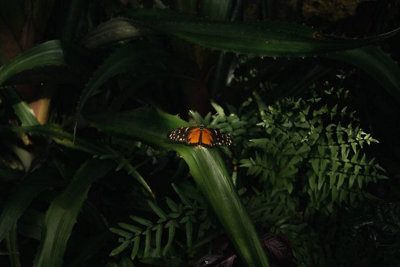 Vlinder in de groene omgeving van Talitha van den Brink