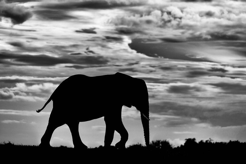 Olifant silhouet tegen wolkenlucht van Jos van Bommel