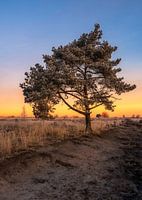 Eenzame boom in een prachtige zonsopgang