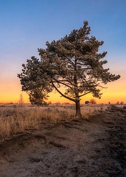 Eenzame boom in een prachtige zonsopgang van Katrien Janssens