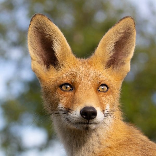 Portrait of Young Fox by Andius Teijgeler