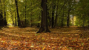 Splitsing in het beukenbos - links of rechts naar het licht? van Bram Lubbers