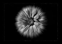 Backyard Flowers In Black And White No 10 Flow Version with Border