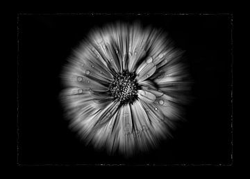 Achtertuin Bloemen In Zwart En Wit Nr 10 Vloei Versie met Rand van The Learning Curve Photography