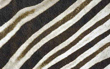Zebra skin in close-up by fb-fotografie