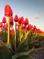 tulpenrij