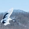 Fliegender chinesischer Kranich auf Japan von Sven Scraeyen