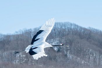 Fliegender chinesischer Kranich auf Japan