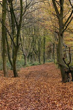 Herbst... Herrenbusch ( Lank Latum, Rheinkreis Neuss ) im Herbst von wunderbare Erde