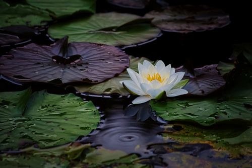 Waterlelie-panorama met groen-violet blad