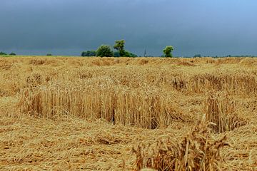 Weizenfeld unter einem bedrohlichen schwarzen Himmel von Kim Willems