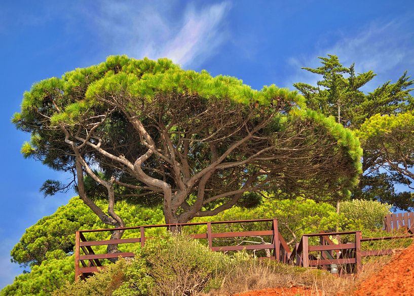 Luminous pines by insideportugal