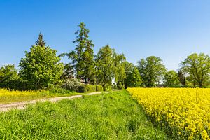 Rapsfeld mit Bäumen und blauen Himmel bei Parkentin