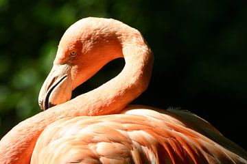 Flamingo#2 van EnWout