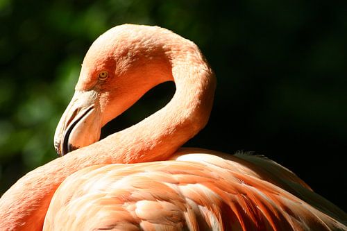 Flamingo#2