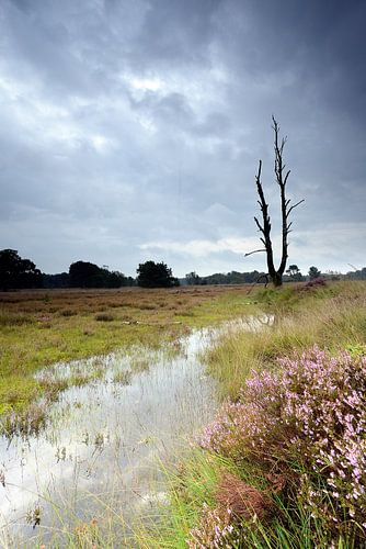 Dreigende lucht boven de bloeiende heide