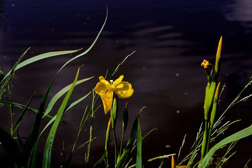 Fleur d'Iris