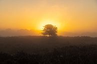 Zonsopkomst, zonsondergang, hei, mist, nevel, kleurrijk, Drenthe, Exloo, Poolshoogte, heidevelden, s van Gert Hilbink thumbnail