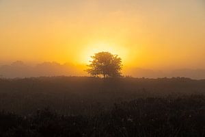 Sonnenaufgang, Sonnenuntergang, Heidekraut, Nebel, bunt, Drenthe, Exloo, Poolshoogte, Heide, s